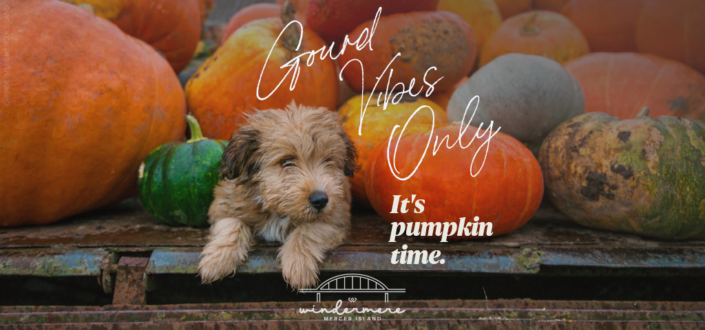 Gourd vibes only...it's pumpkin time.